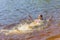 Happy joyful little girl swims in the lake on a warm summer day.