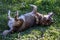 Happy joyful non-purebred senior dog rolling in green grass. Soft focus, motion blur.