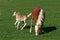 Happy jumping Haflinger foal with his mother