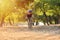 Happy kid boy of 7 years having fun in autumn park with a bicycle on beautiful fall day. Active child wearing bike helmet