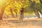 Happy kid boy of 7 years having fun in autumn park with a bicycle on beautiful fall day. Active child wearing bike helmet