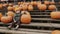 Happy kid sits on a bench among rows of pumpkins. Autumn fair in honor of Halloween