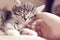 Happy kitten likes being stroked by woman`s hand