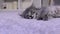 Happy kitten meows, opens his mouth lying on a gray carpet. Grey cat rests and yawns