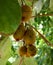 Happy kiwis on the tree