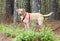 Happy Lab American Bulldog mixed breed dog with red harness, pet adoption photography