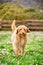 Happy Labradoodle dog running in a grassy field.