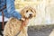 Happy Labradoodle Dog and woman outside at the park