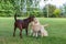 Happy Labrador Dog Family