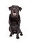 Happy Labrador Retriever Dog Sitting