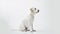Happy Labrador Retriever Sitting in White Background