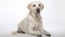 Happy Labrador Retriever Sitting in White Background