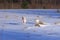 Happy labradors play outside during sunny winter day