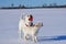 Happy labradors play outside during sunny winter day