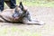 happy large brindle husky boxer mix breed dog laying by owner& x27;s feet