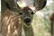 This happy large eared mule deer fawn chewing on an apple under a tree in my yard