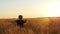 A happy laughing child runs to the camera. A little boy runs among the ripe ears of wheat. Background of the sunset