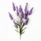 Happy Lavender Flowers On White Background - Realistic 32k Uhd Minimal Retouching