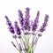 Happy Lavender Stems On White Background - Colorized Flower Patterns