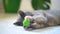 Happy lazy cute grey domestic cat and playing with a small green ball.