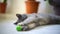 Happy lazy cute grey domestic cat and playing with a small green ball.