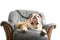 Happy lazy dog Bulldog on a sofa