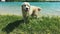 Happy life of pets. The golden retriever has fun in nature - swinging on the grass and shaking the water from the wool -