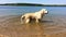 Happy life of pets. The golden retriever is having fun in the lake - shaking the water from the wool - slow motion