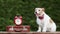 Happy listening dog sitting on a bench with a suitcase and alarm clock, pet travel