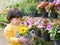 Happy little Asian baby girl holding a pot of refreshing yellow flowers