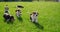 Happy little beagle puppies running on green grass