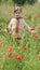 Happy little beautiful girl in a field of red blooming poppies portrait