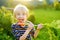 Happy little boy helps family to harvest of organic homegrown vegetables at backyard of farm. Child eating carrot and having fun.