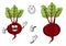 Happy little cartoon beetroot with green leaves