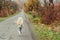 Happy little girl with blonde long hair running away on the road, back view. Walk in autumn time. Stylish fashion child outdoors.