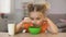 Happy little girl eating cornflakes with milk sitting home table, healthy food