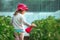 Happy little girl gardener spraying tomato plants in greenhouse