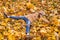 Happy little girl lying on the fallen leaves arms outstretched and holding the bouquets of yellow maple leaves in her hands