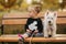 Happy little girl sit on the bech in the autumn park with her little white dog. Happy childhood. Autumn concept