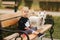 Happy little girl sit on the bech in the autumn park with her little white dog. Happy childhood. Autumn concept