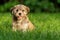 Happy little havanese puppy dog is sitting in the grass