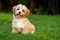 Happy little havanese puppy is sitting in the grass