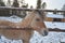 Happy Little horse in Finland& x27;s winter