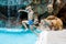 Happy little kid boy jumping in the pool and having fun on family vacations in a hotel resort. Healthy child playing in