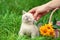 Happy little kitten sitting near basket with flowers