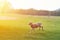 Happy little lamb running and jumping in sunrise warm light on beautiful meadow