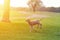 Happy little lamb running and jumping in sunrise warm light on beautiful meadow