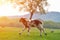 Happy little lamb running and jumping in sunrise warm light on beautiful meadow