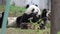 Happy Little Panda Cub is Eating Bamboo Shoot Happily