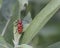 Happy little red beetle on milkweed